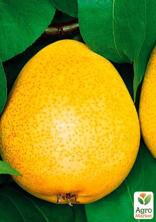 Груша "Янтарная" (осенний сорт, средний срок созревания)