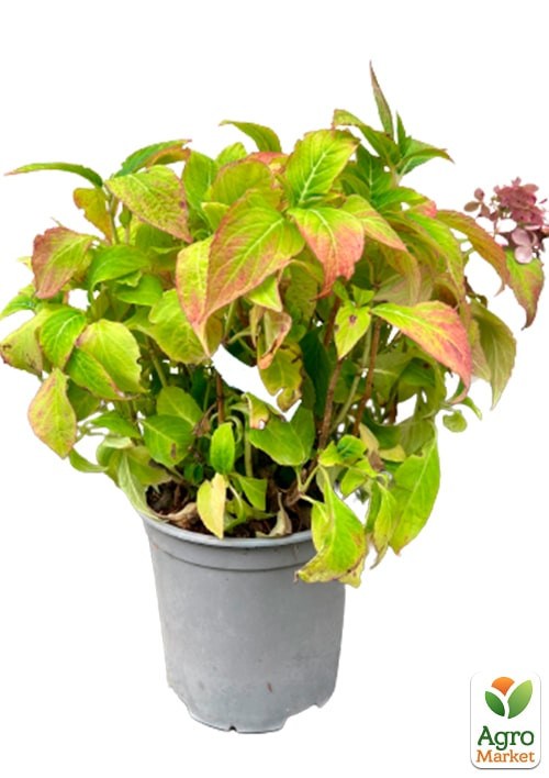 Гортензия крупнолистная 3-х летняя "Mini Hornli" (30-40см) - фото 4