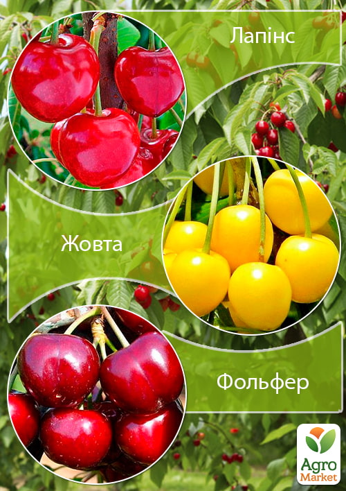 Дерево-сад Черешня "Лапинс"+Вишня "Желтая"+Черешня "Фольфер"