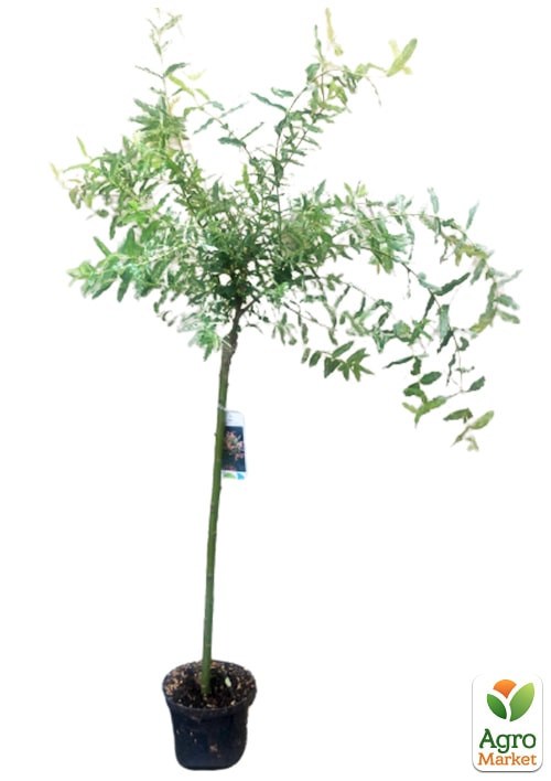 Ива на штамбе "Hakuro-nishiki" (высота 80-100см) - фото 3