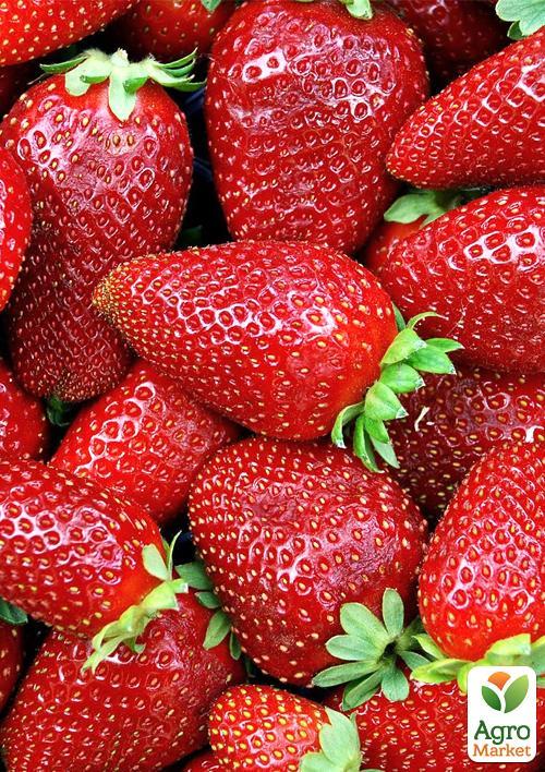 Полуниця "Зірниця" (ранній термін дозрівання, сорт стійкий до хвороб) - фото 7