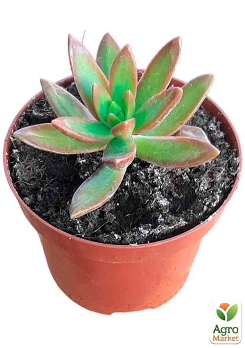 Очиток "Нуссбаумера" (Sedum nussbaumerianum) - фото 4