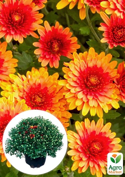 Хризантема Садова "Milkshake Papaya" (висота 30-50см) 