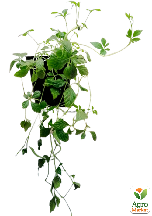 Гиностемма Пятилистная (джиаогулан, трава бессмертия) - фото 5