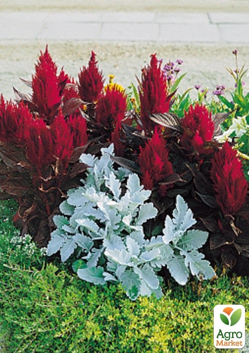 Целозія темнолистна "New Look" - фото 3