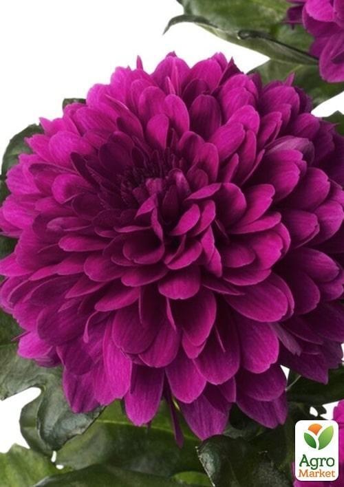 Хризантема зрізочна "Hornbill Dark"