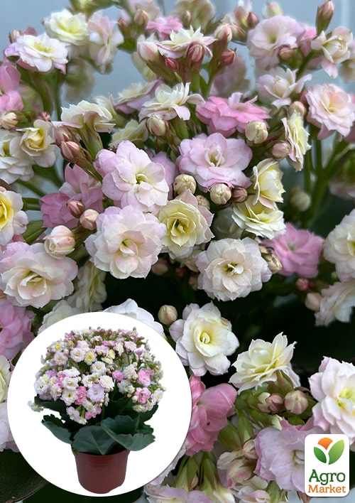 Каланхое Calandiva "Mozaic"