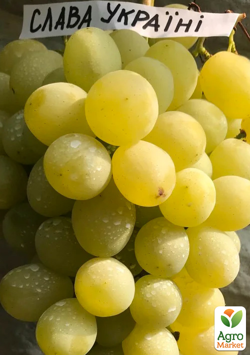 Виноград "Слава Україні" (ранньостиглий, велика грона, соковита хрустка м'якоть)