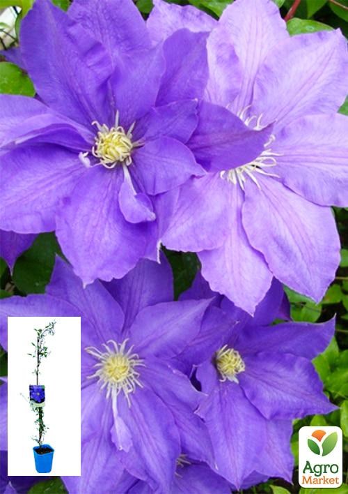 Клематис 3-х річний "Н.F. Young" С2