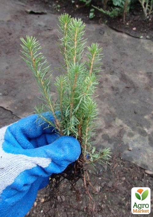 Ель сербская "Леди Макбет" (Lady Macbeth) горшок P9 - фото 5