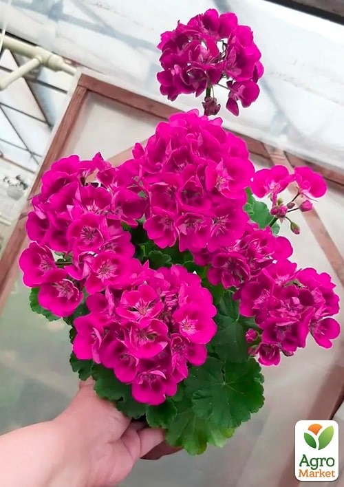 Пеларгония зональная Flower Fairy "Berry" 