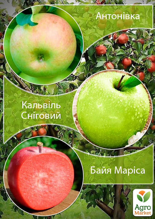 Дерево-сад Яблоня "Байя Мариса+Кальвиль Снежный+Антоновка" 