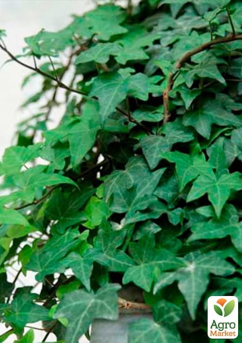 Плющ обыкновенный  - фото 5