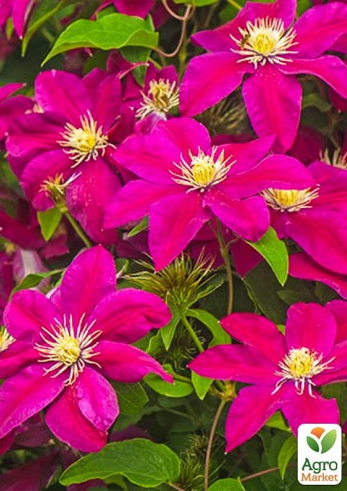 Клематис 3-х летний "Ernest Markham" С2 - фото 3