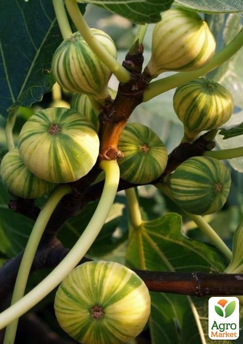 Инжир полосатый "Панч" (Panache) - фото 3