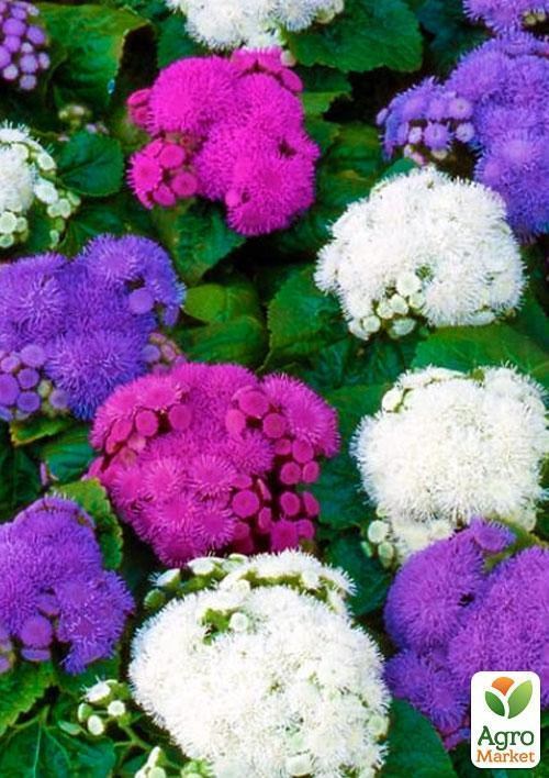 Агератум смесь окрасок (Зипер) ТМ "Весна" 1г - фото 2