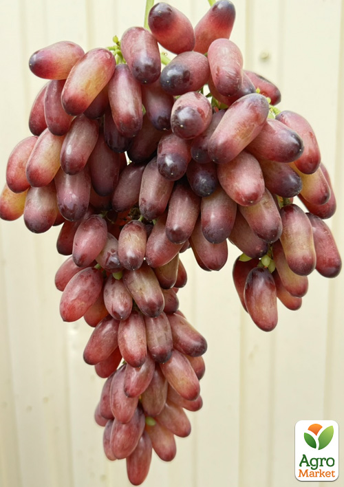 Виноград "Красное Молоко" (Pizzutello Rosso, японская селекция, обоеполый)  - фото 4