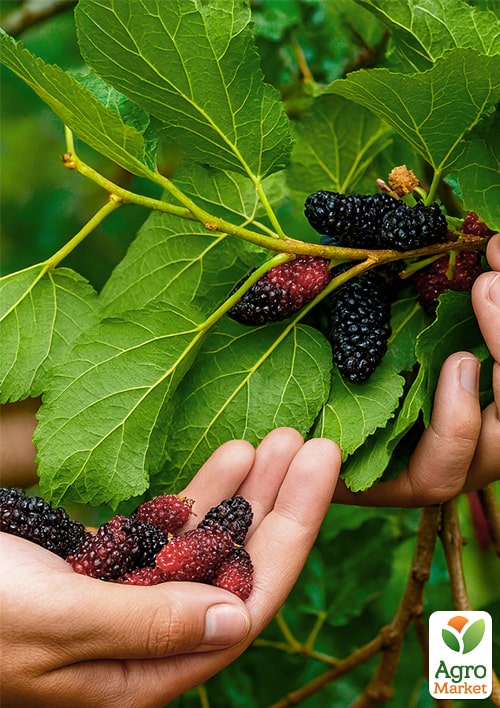 Шелковица "Галиция" (летний сорт, средний срок созревания) - фото 4