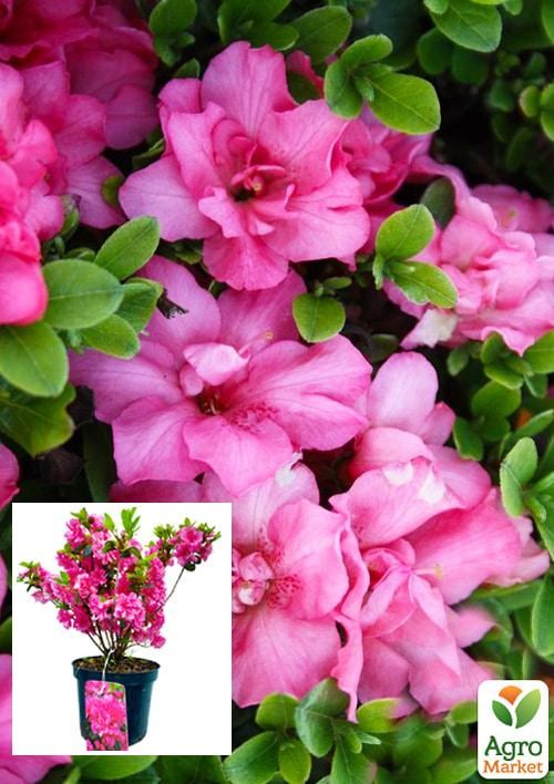 Рододендрон азалиевидный (Azalea  japonica) "Rokoko" C1, высота 30-50см