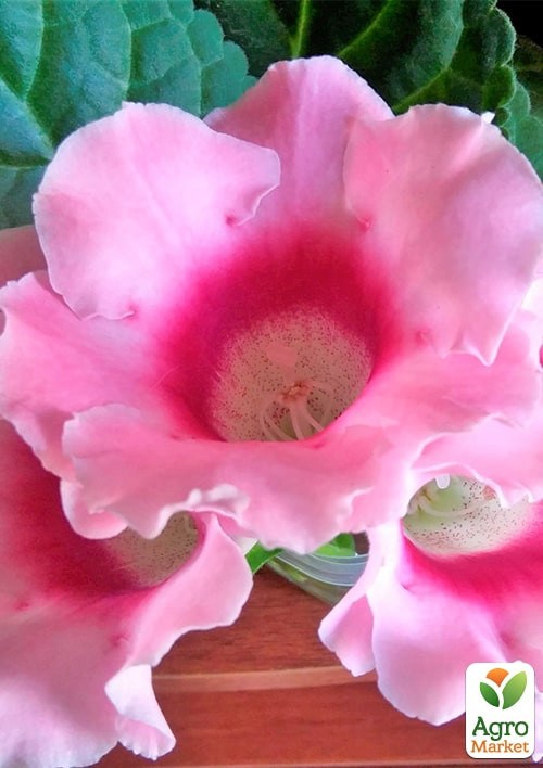 Глоксинія "Харизма F1" рожева ТМ "Vesna Exclusive" 5шт - фото 2