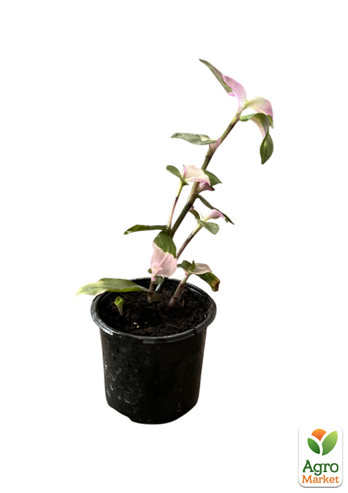 Традесканция "Блашинг Брайд"  ("Застенчивая невеста") - фото 5