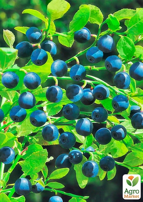 Черника "Лесная Жемчужина" (ароматный сорт)