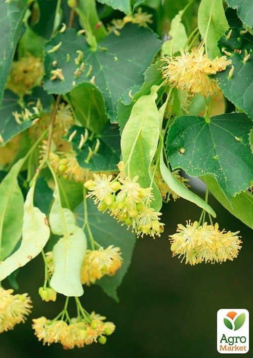 Липа дрібнолиста запашна "Ранчо" висота 50-100см - фото 2