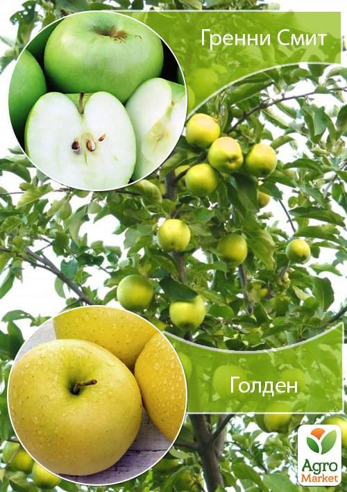 Дерево-сад Яблуня «Гренні Сміт + Голден»