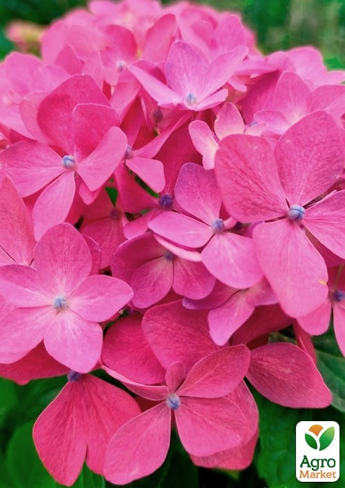 Гортензия крупнолистная 3-х летняя "Mini Hornli" (30-40см) - фото 3