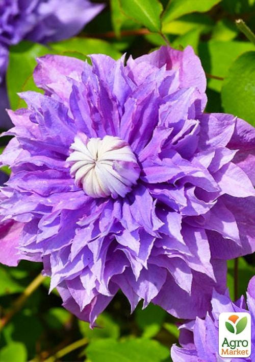 Клематис 3-х річний "Floral Dance" С2 - фото 4