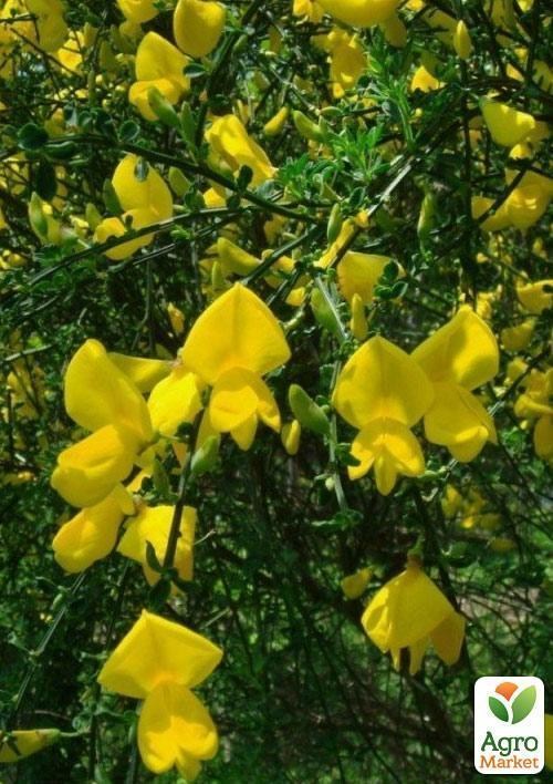 Ракитник Cytisus Scoparius "Vanessa" - фото 5