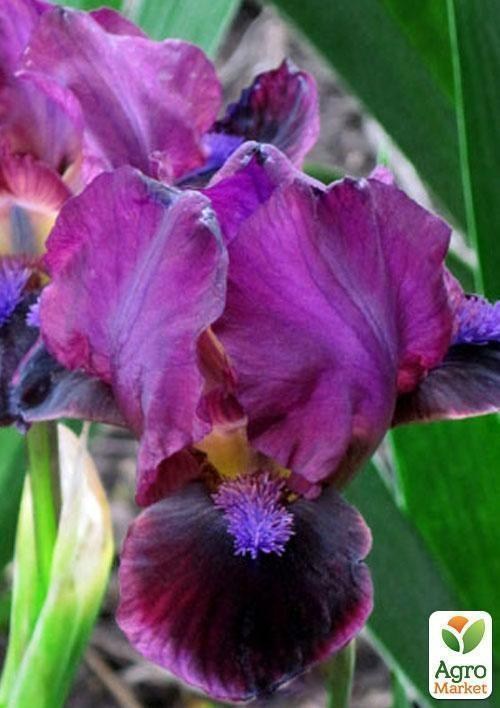 Ирис карликовый "Mini Dinamo" 1шт в упаковке