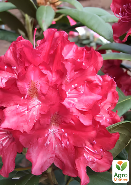 Рододендрон гібридний "Kazimierz Wielki"
