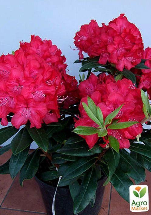 Рододендрон червоний "Варієгата" (Variegata) - фото 2