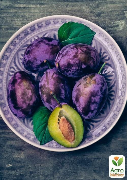 Слива "Стенлі" (осінній сорт, пізній термін дозрівання)