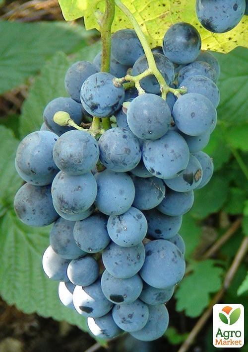 Виноград "Кабарне Кортис"