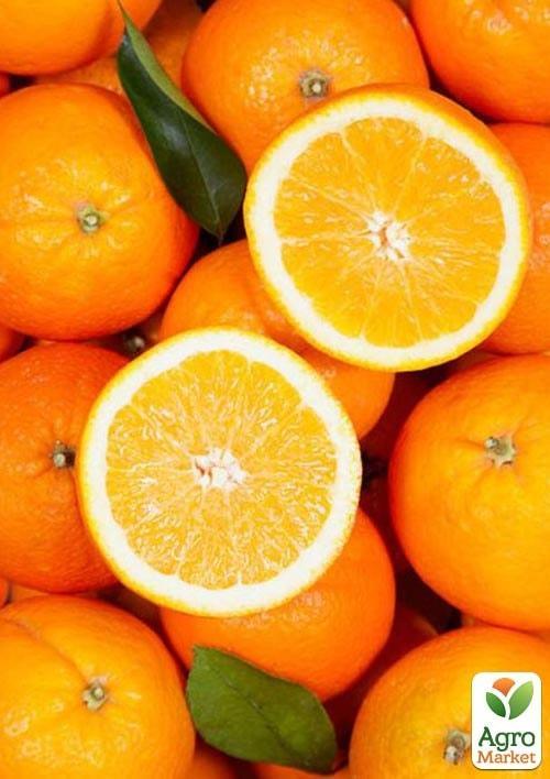 Апельсин "Гамлин" 