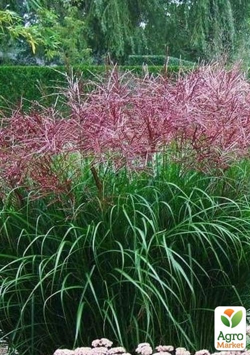 Мискантус китайский "Rotfeder" С1.5 - фото 2