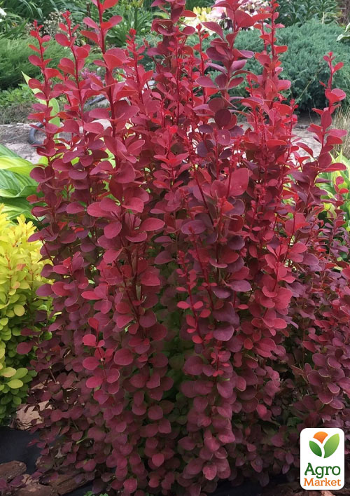 Барбарис Тунберга "Red Rocket"  (контейнер P9)