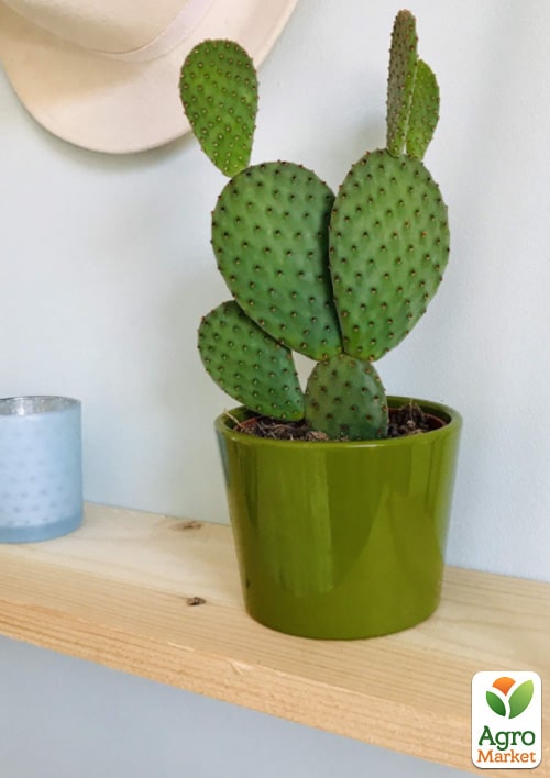 Опунція "Microdesys" - фото 5