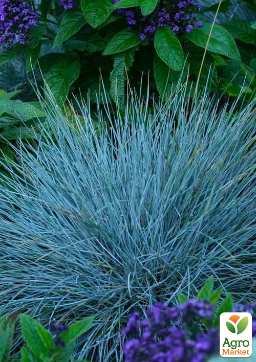 Костриця сиза "Compact Blue"