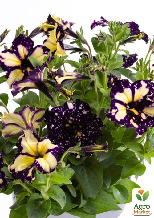 Петуния Happytoonia "Starry Blue" 