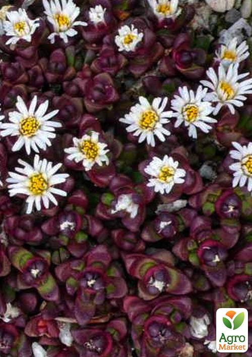 Делосперма темнолистная (цветущий суккулент) "Alpinum"