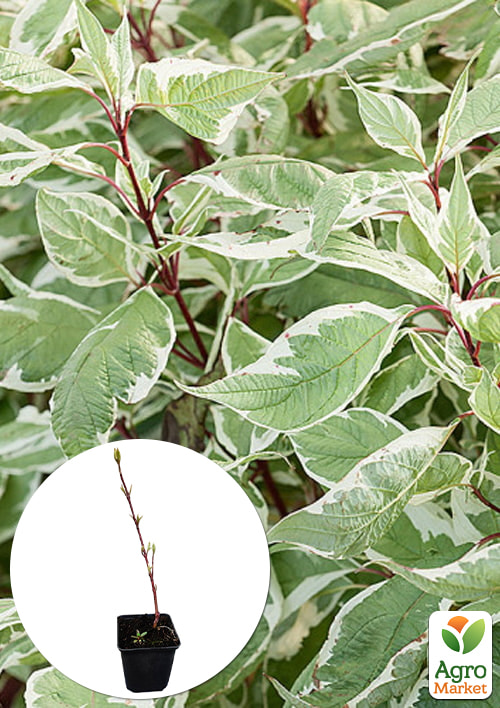 Дерен білий "Sibirica Variegata" (висота саджанця 15-20см)