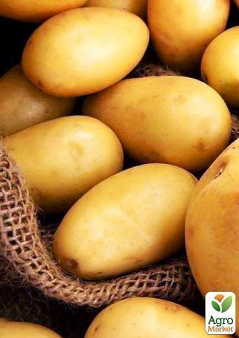 Насіннєвий среднеранний картопля "Електра" (на жарку, 1 репродукція) 3 кг