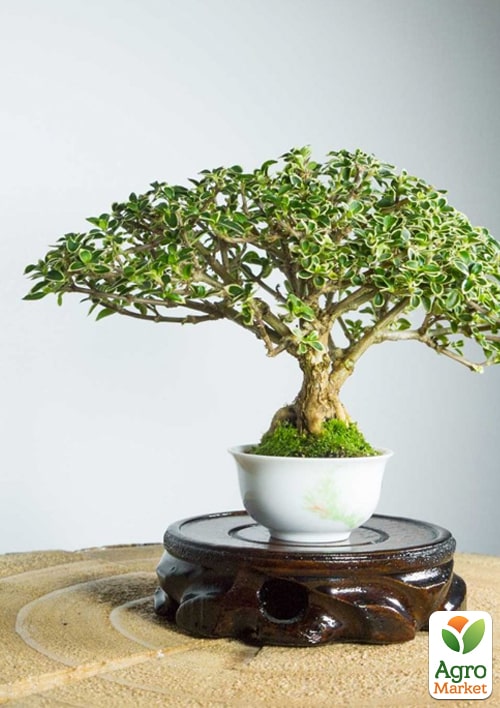 Серисса японская вариегата (идеальна для формирования бонсая) - фото 6