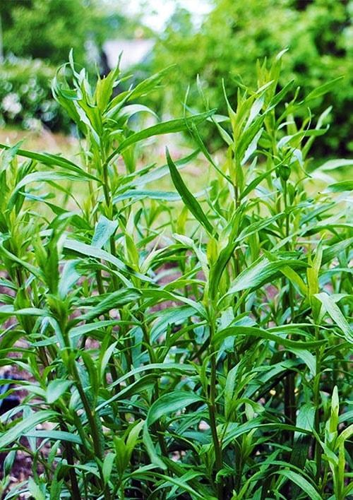 Эстрагон (в банке) ТМ "Весна Органик" 4г