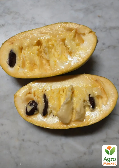 Азіміна щеплена "SAB Overleese" C1.5, висота 35-60см - фото 2