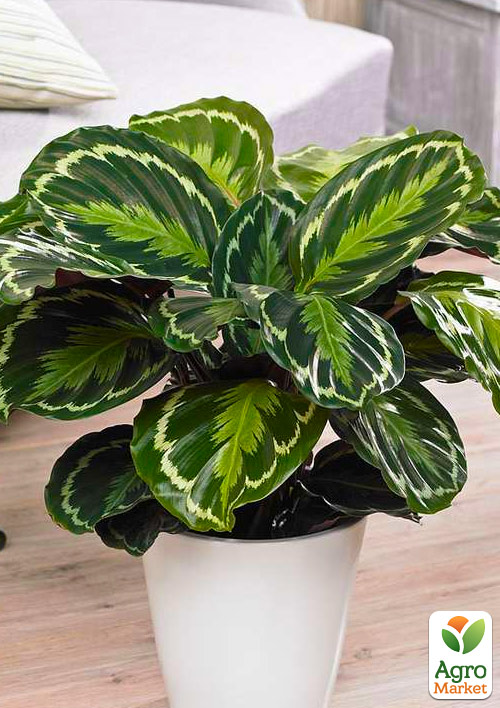 Калатея "Medallion" - фото 6