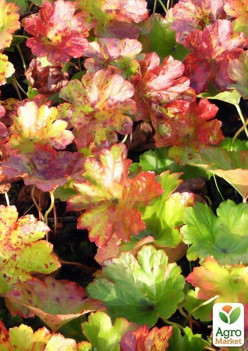 Дармера болотная - фото 4